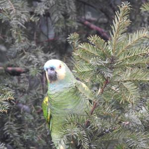 Turquoise-fronted Amazon