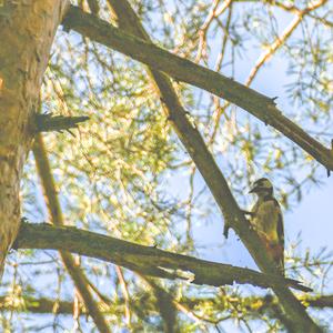 Great Spotted Woodpecker