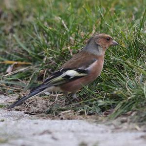 Eurasian Chaffinch