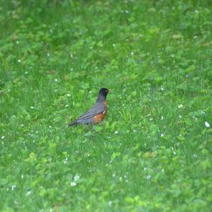 American Robin