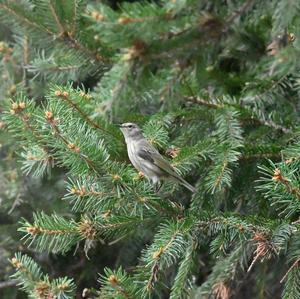 Cape May Warbler