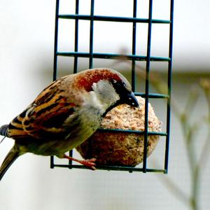 House Sparrow