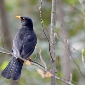 Eurasian Blackbird