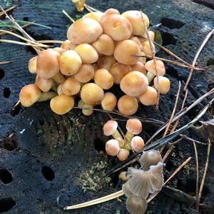 Clustered Psathyrella