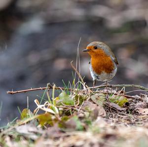 European Robin