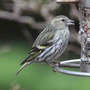 Eurasian Siskin