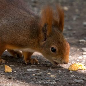 Eurasian Red Squirrel