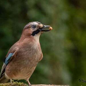 Eurasian Jay