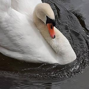 Mute Swan