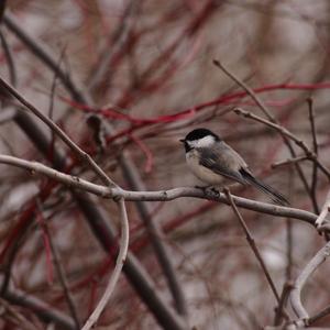 Black-capped Chickadee