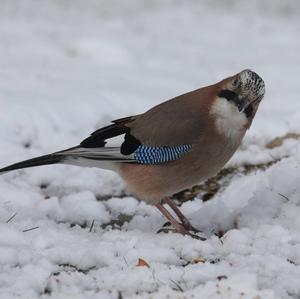 Eurasian Jay