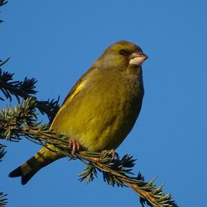 European Greenfinch