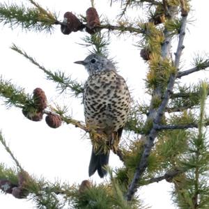 Mistle Thrush