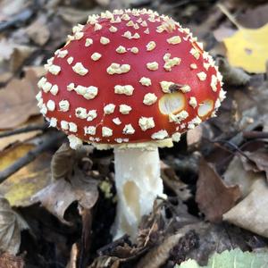 Fly Agaric