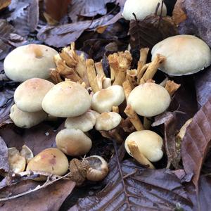 Smoky-gilled Hypholoma