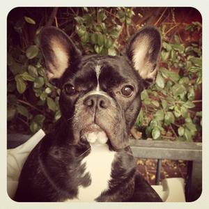 French Bulldog