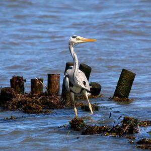 Grey Heron