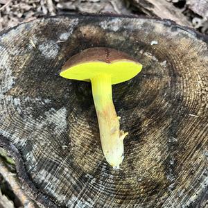 Yellow-cracked Bolete