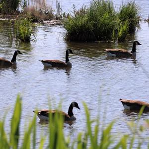 Canada Goose