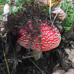 Fly Agaric