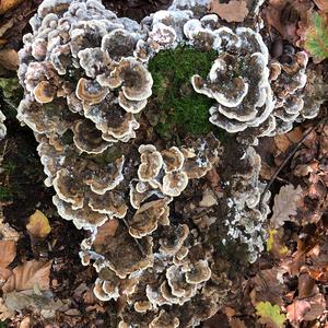 Turkey-tail