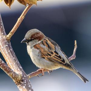 House Sparrow