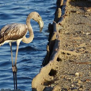 Greater Flamingo