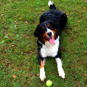 Bernese Mountain Dog