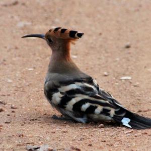 Eurasian Hoopoe