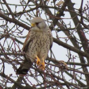 Common Kestrel