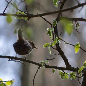 Winter Wren