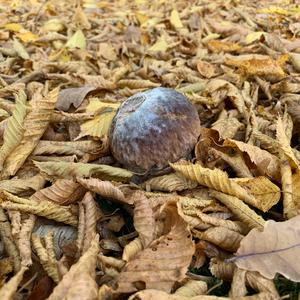 King Bolete