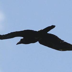 Common Raven