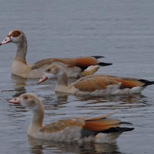 Egyptian Goose