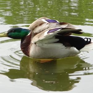 Mallard