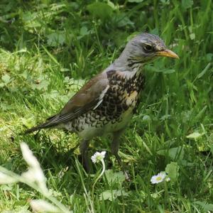 Fieldfare