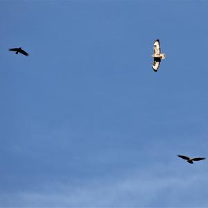 Common Buzzard