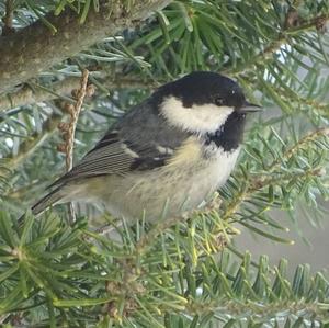 Coal Tit