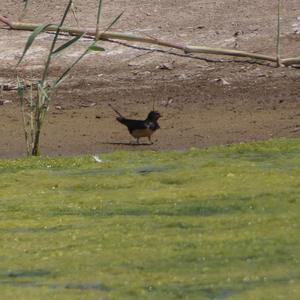 Barn Swallow