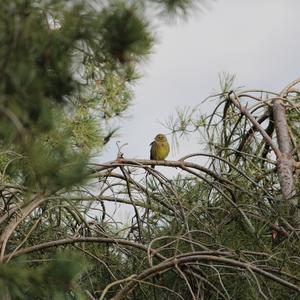 Yellowhammer