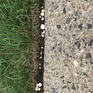 Mosaic Puffball