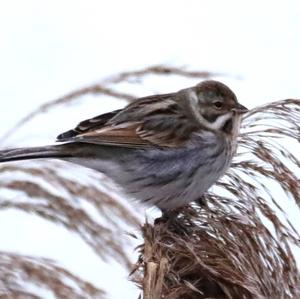 Reed Bunting