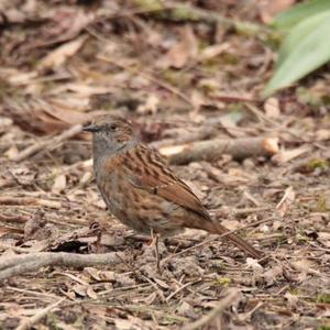 Hedge Accentor