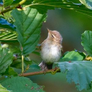 Willow Warbler