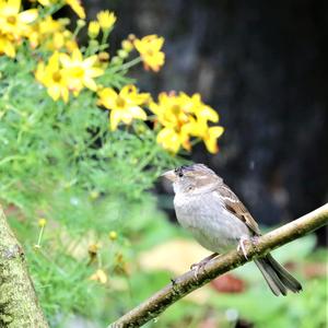 House Sparrow