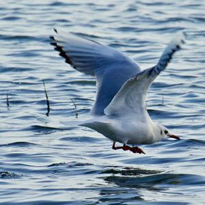 Arctic Tern