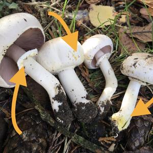 Yellow-foot Agaric