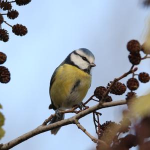 Blue Tit