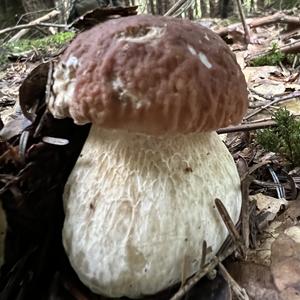 King Bolete