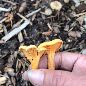 False Chanterelle